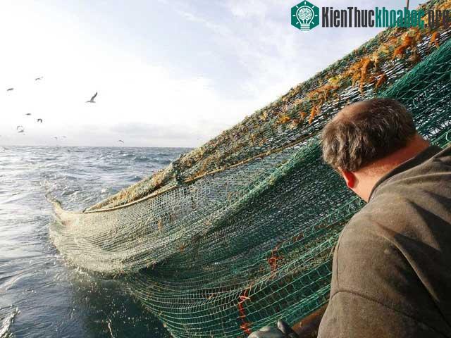 Về cơ bản, cáp quang biển sẽ được đặt tự nhiên