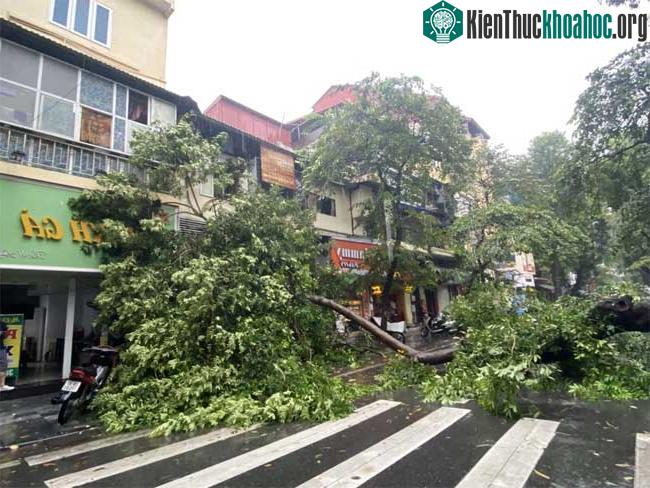 Cây lớn chắn ngang phố Hàng Lược