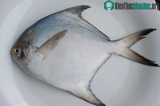 Cá chim trắng