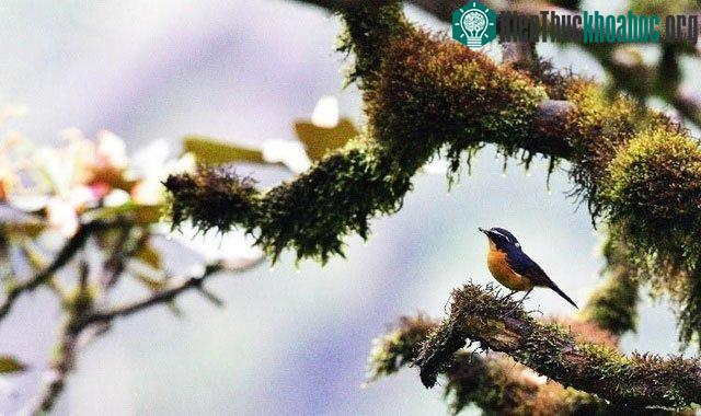 Hệ động, thực vật tại khu dự trữ sinh quyển Kon Hà Nừng phong phú, đa dạng
