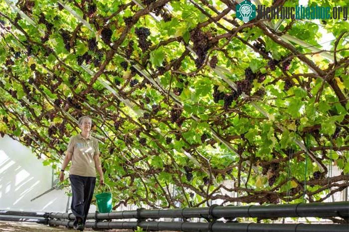 Cây nho lớn lâu đời nhất thế giới bên trong Cung điện Hampton Court ảnh 2