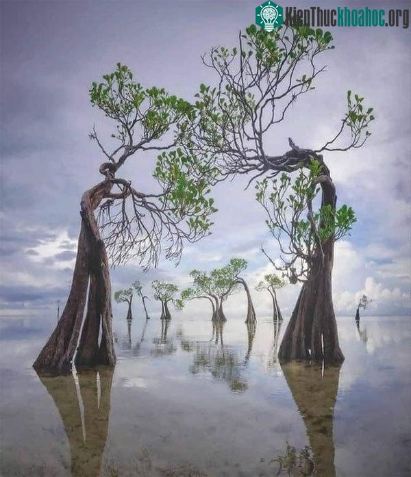 Môi trường sinh thái của rừng ngập mặn là chuyển tiếp giữa biển và đất liền.