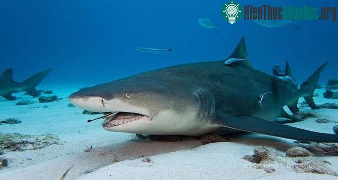 Loài cá candiru chỉ bám theo như loài cá ép (remora) thường bám trên người cá mập.