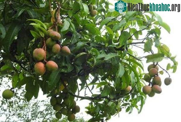 Giống xoài tiến vua siêu hiếm: Trông như quả táo, vị như quả chuối, chỉ một nơi trên thế giới trồng được ảnh 2