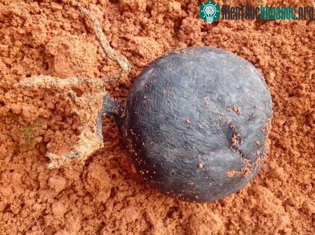 Sâm Ô linh được các chuyên gia nhận định là thảo dược chữa được nhiều loại bệnh.