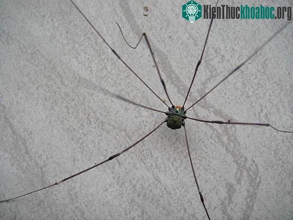 Nhện "Ông bố chân dài" là một loài vô hại, không có độc