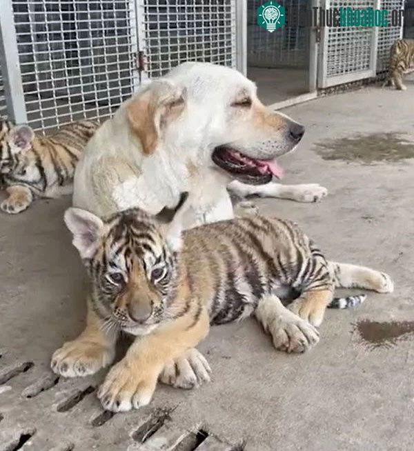 Khi đã hoàn thành nhiệm vụ, Labrador quyết tâm ở lại, không chịu rời xa "bầy con" của mình