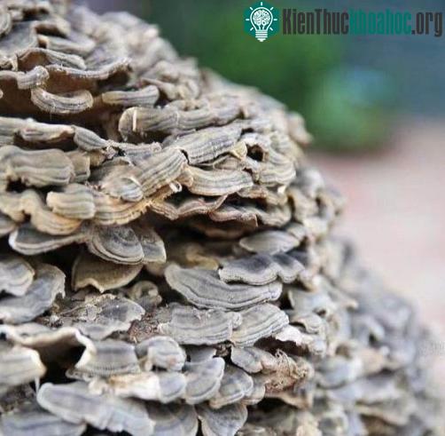 Có người đã trả hơn 5 tỷ đồng để được sở hữu cây nấm linh chi khủng này.