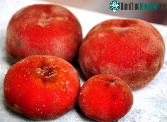 Việt Nam có loại quả lạ như kết hợp giữa đào, hồng và vú sữa ảnh 2