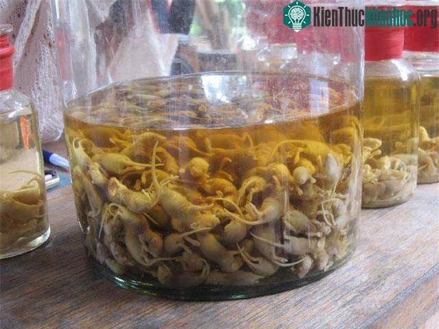 Rượu chuột bao tử tới nay vẫn được coi là loại "tiên tửu" kinh dị.