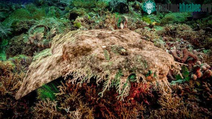 Cá mập Wobbegong