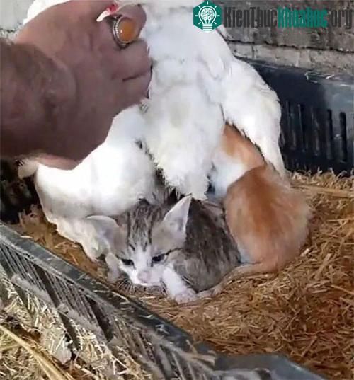 Anh chàng mới phát hiện ra ba chú mèo con đang nằm bên dưới