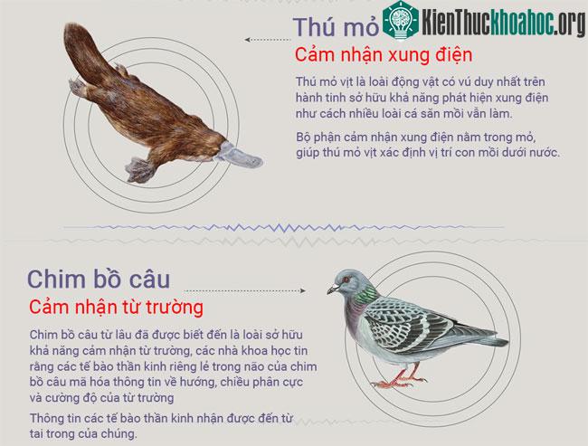 Những loài động vật có giác quan thứ 6 ảnh 2