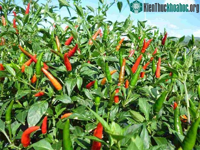 Ớt có rất nhiều tiền chất vitamin A như cà chua vậy.