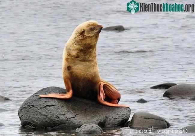 Nó khó có thể sinh sản một cách bình thường.