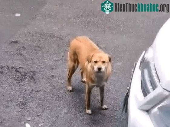 Đều đặn hàng ngày, chó mẹ đều tới phòng khám để đợi bác sĩ phẫu thuật