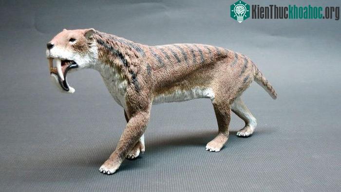 Thylacosmilus