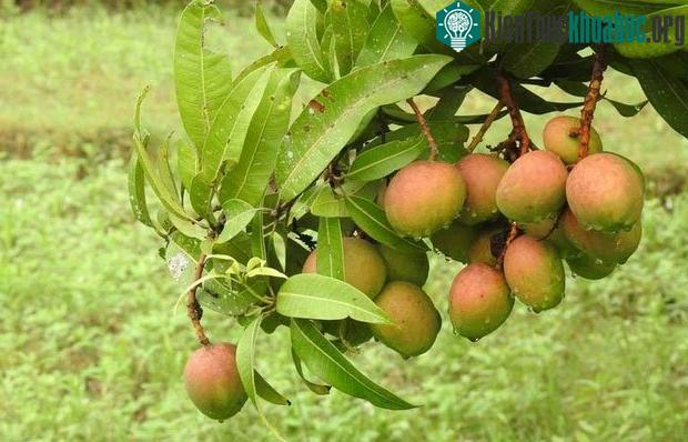 Hình ảnh xoài trong vườn của Khan.