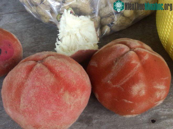 Quả hồng nhung khi chín có màu đỏ thẫm