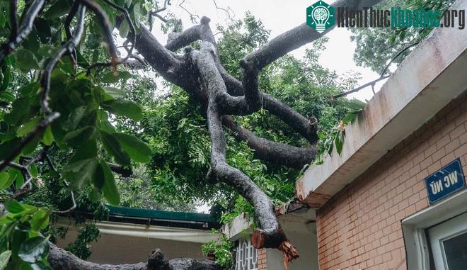 Hà Nội: Bão số 7 gây mưa lớn cả ngày, nhiều cây xanh bật gốc, đè bẹp "xế hộp" Camry ảnh 3