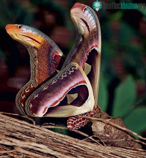 Hình ảnh về loài bướm đêm Attacus Atlas.