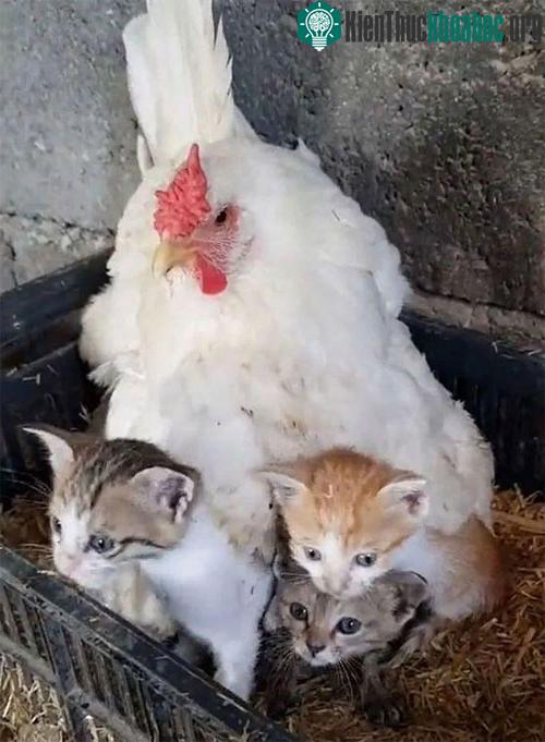 Gà mái tỏ ra khá cảnh giác trước bất kỳ ai tới gần và luôn ý thức bảo vệ những chú mèo con