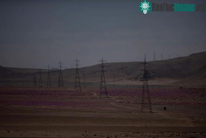 Quang cảnh sa mạc Atacama được bao phủ đầy hoa.