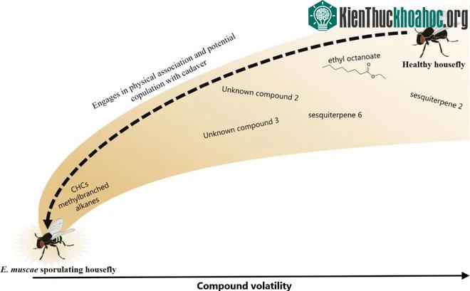 Sự thu hút của nấm có thể được phát hiện trong nhà hoặc ngoài trời.