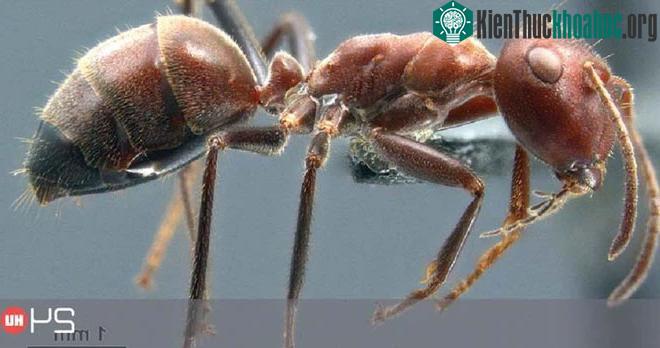 Colobopsis explodens