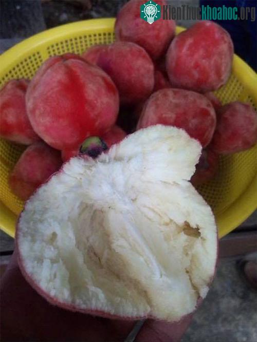 Vị của loại quả này được đánh giá là ngọt thanh.