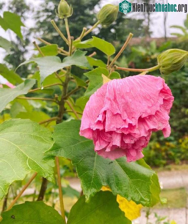 Sang sáng hôm sau là hoa tàn, nhưng lại mang màu sắc đậm nhất, dù héo úa nhưng vẫn rực rỡ