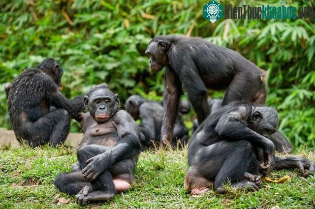 Khỉ Bonobo