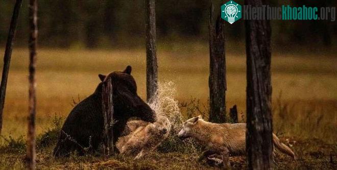 Khả năng cao nhất là những con sói này đã tấn công gấu nâu với mục đích săn mồi.