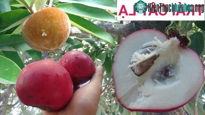 Hương vị của loại quả này rất thơm ngon, ruột thì trông từa tựa vú sữa.