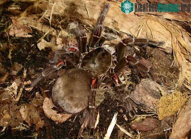 Nhện Tarantula