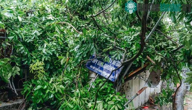 Rất nhiều cành cây gây hư hại khuôn viên câu lạc bộ