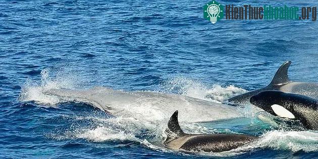 Cá voi sát thủ thực sự là một kẻ săn mồi tiềm năng