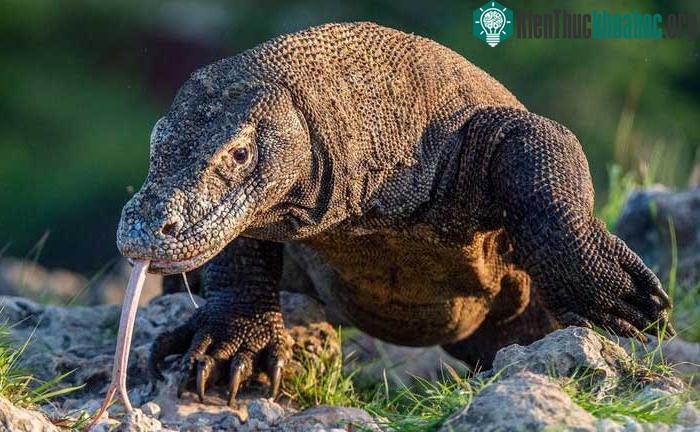 Rồng komodo