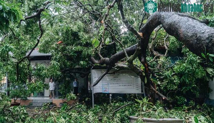 Thân cây to đè nát phần bảng thông báo trong sân câu lạc bộ