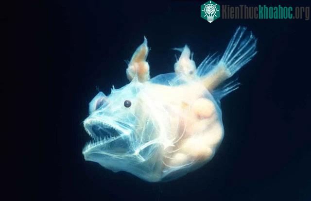 Cá Anglerfish