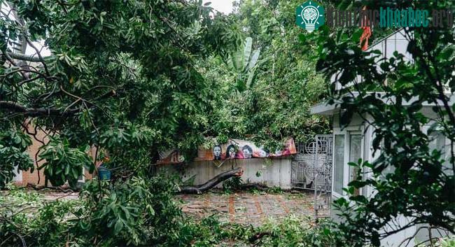 Dù đã được tỉa bớt, nhưng cành cây vẫn ngổn ngang trong sân