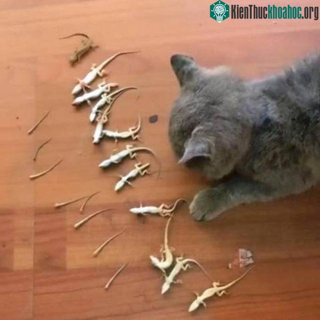 Không bắt được chuột nhưng mèo đã bắt được cả đống thạch sùng.