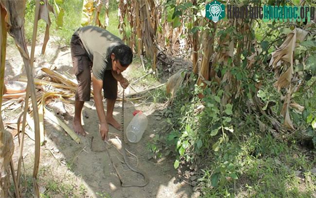 Bắt rắn hổ mang bằng que dài.