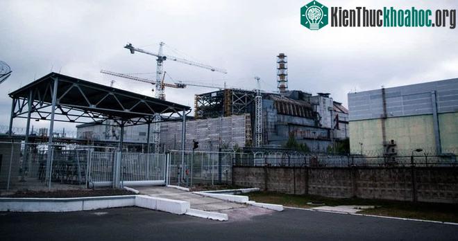 Loại nấm phóng xạ này lần đầu tiên được phát hiện vào năm 1991