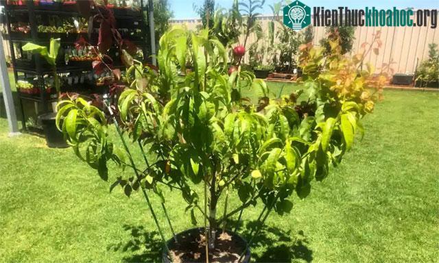 Cây lập kỷ lục thế giới cho 10 loại quả khác nhau