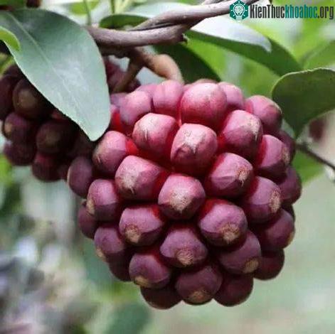 Người Miêu gọi quả này là quả của sắc đẹp và tuổi thọ.