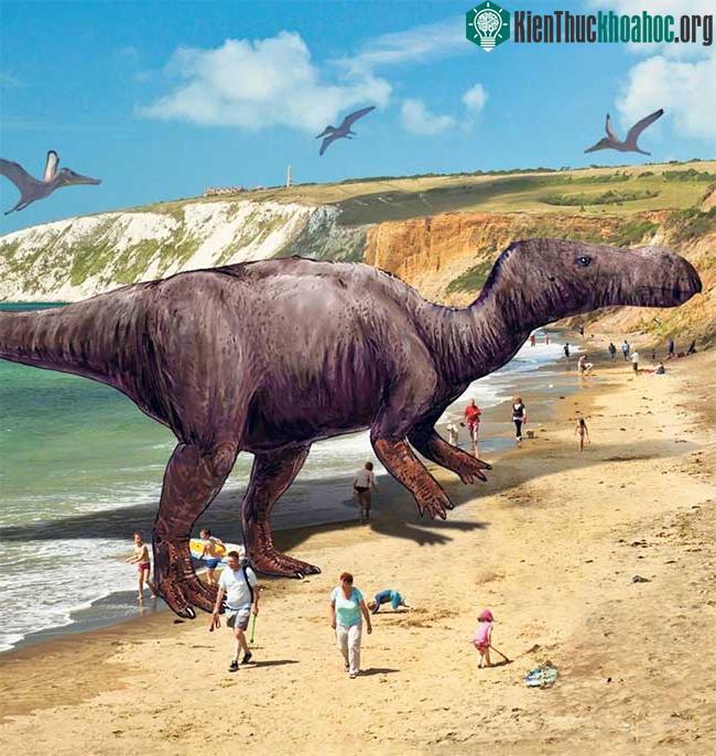 Brighstoneus có mũi tròn và nhiều răng hơn.