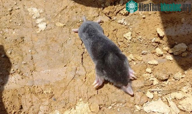 Chuột chũi ngọc linh mới được phát hiện ở Việt Nam.