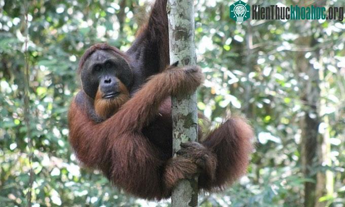 Đười ươi Borneo chủ yếu ăn thực vật.