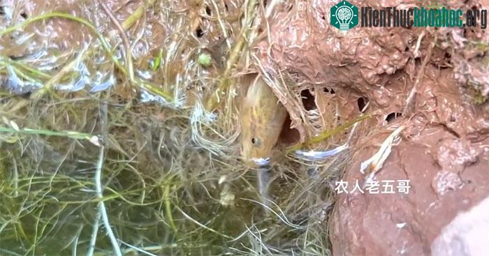 Cá chạch vừa thò đầu ra đã bị cá rô ăn thịt!